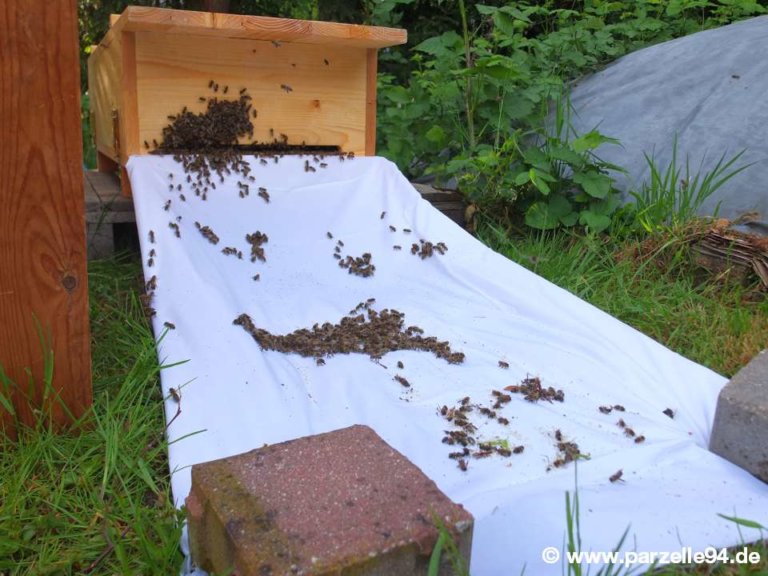 Bienenkiste einlaufen lassen nach einer halben Stunde