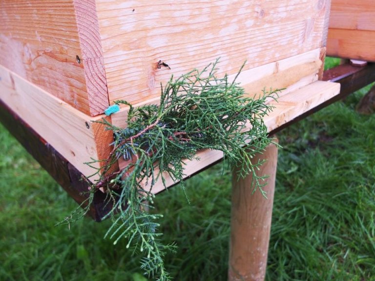 Bienen umstellen Flugloch mit Zweigen