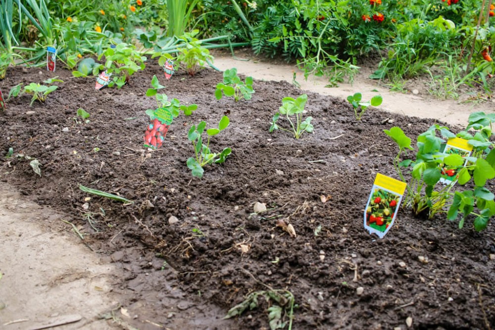 Erdbeeren Anbauen - Anleitung Und Tipps